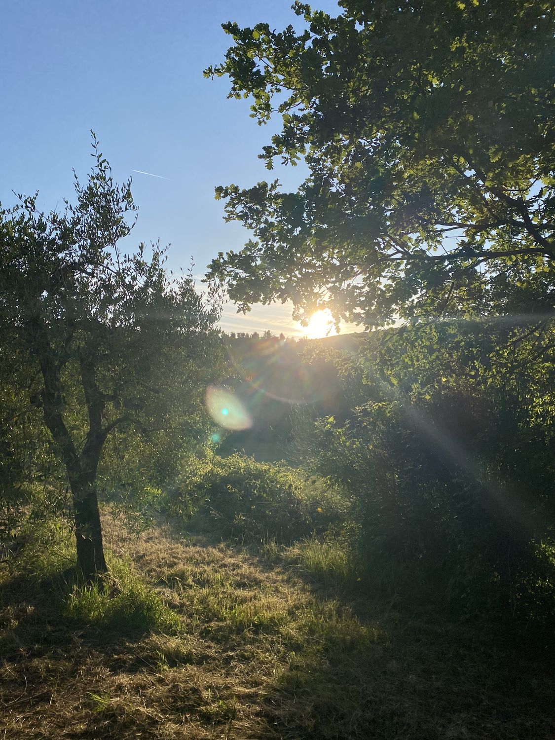La Collina dei Lecci — photo 3