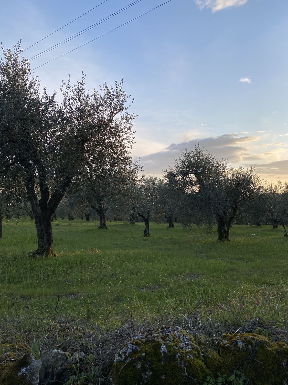 La Collina dei Lecci — photo 11