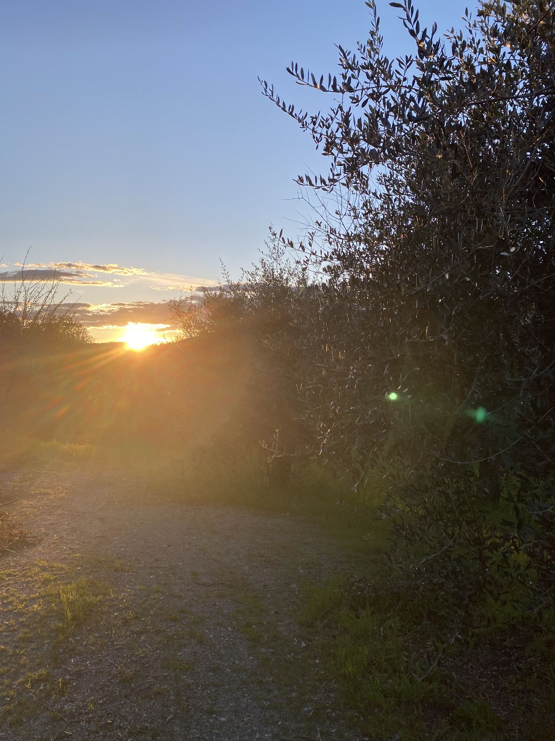 La Collina dei Lecci — photo 13