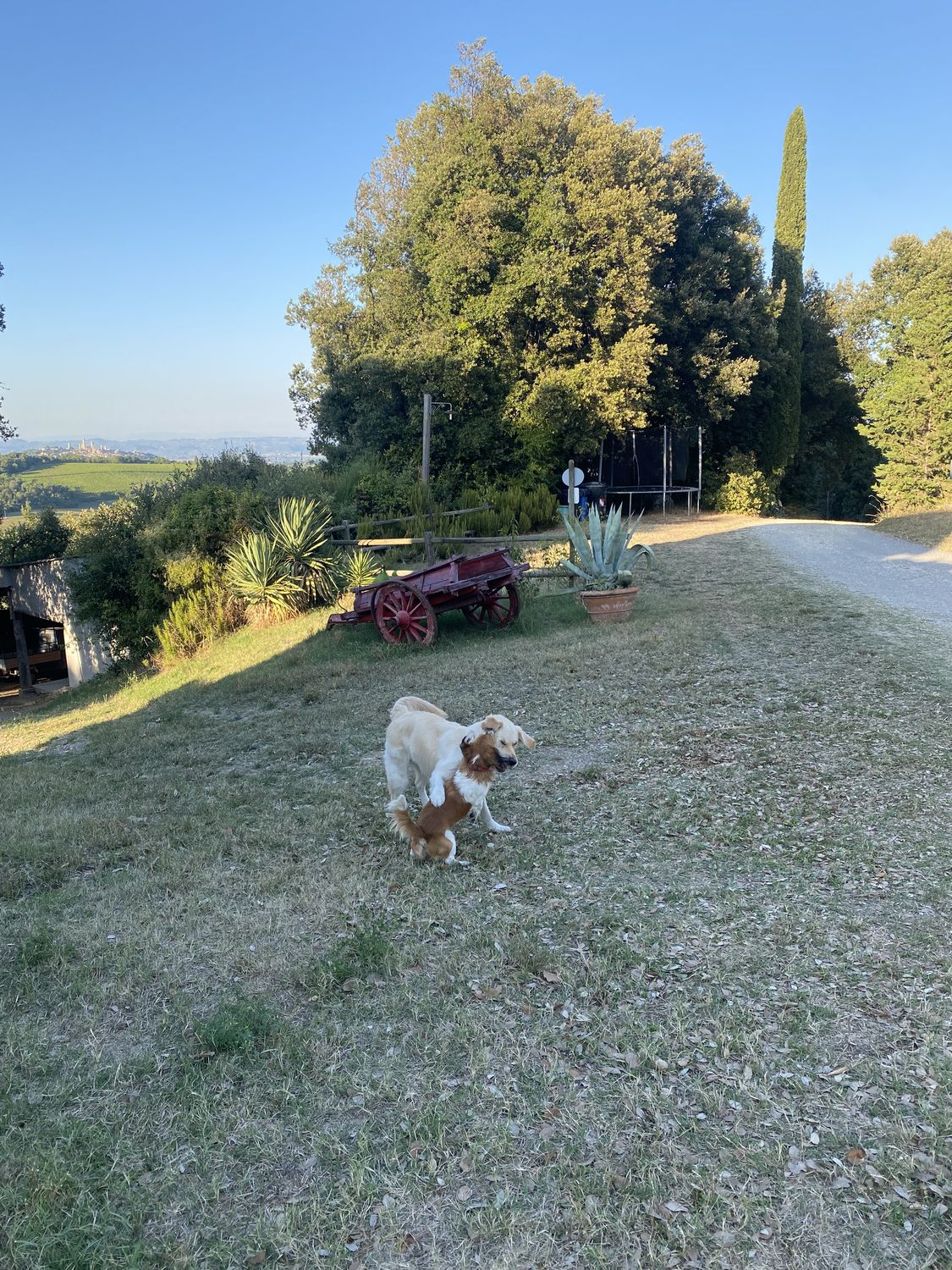 La Collina dei Lecci — photo 15